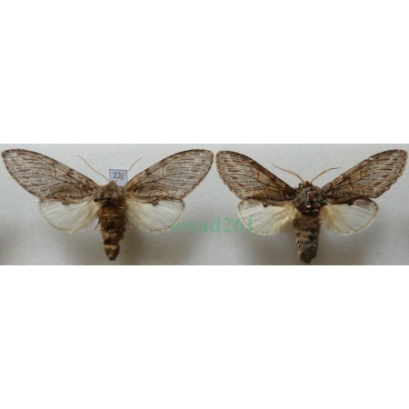 Peridea anceps (Goeze, 1781) pair Garbatka zaczepka Czech22j